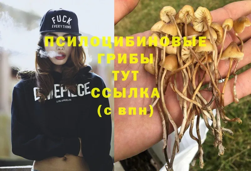 Галлюциногенные грибы Psilocybe  где продают наркотики  Петушки 